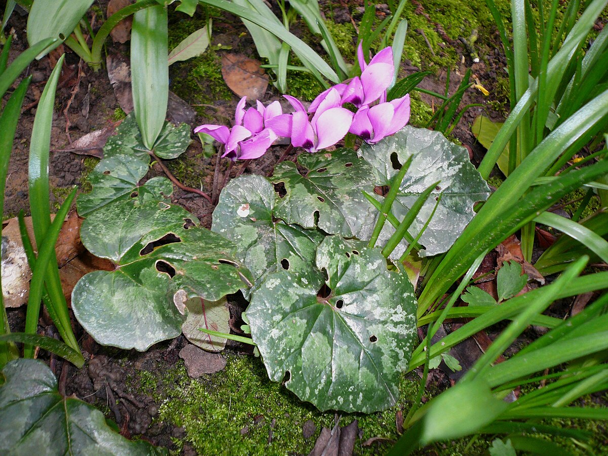 Cyclamen pseudibericum