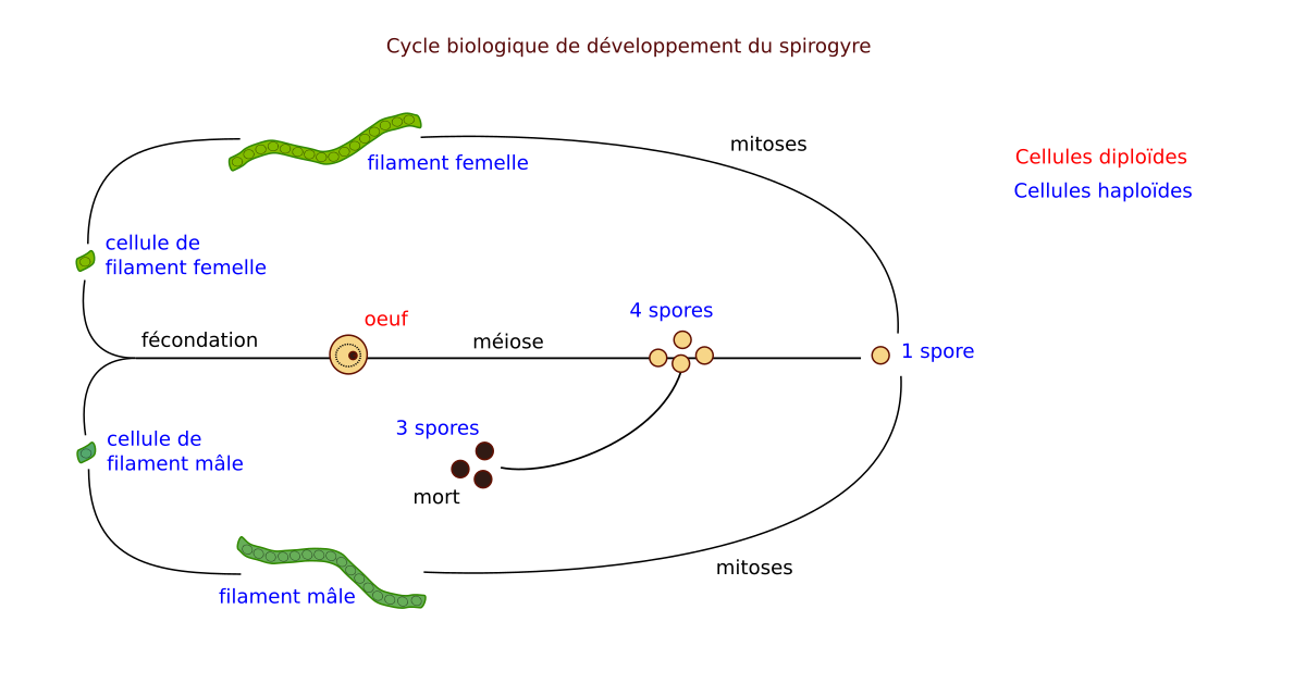 Cycle biologique spirogyre.svg
