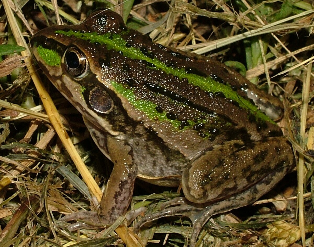 Litoria alboguttata