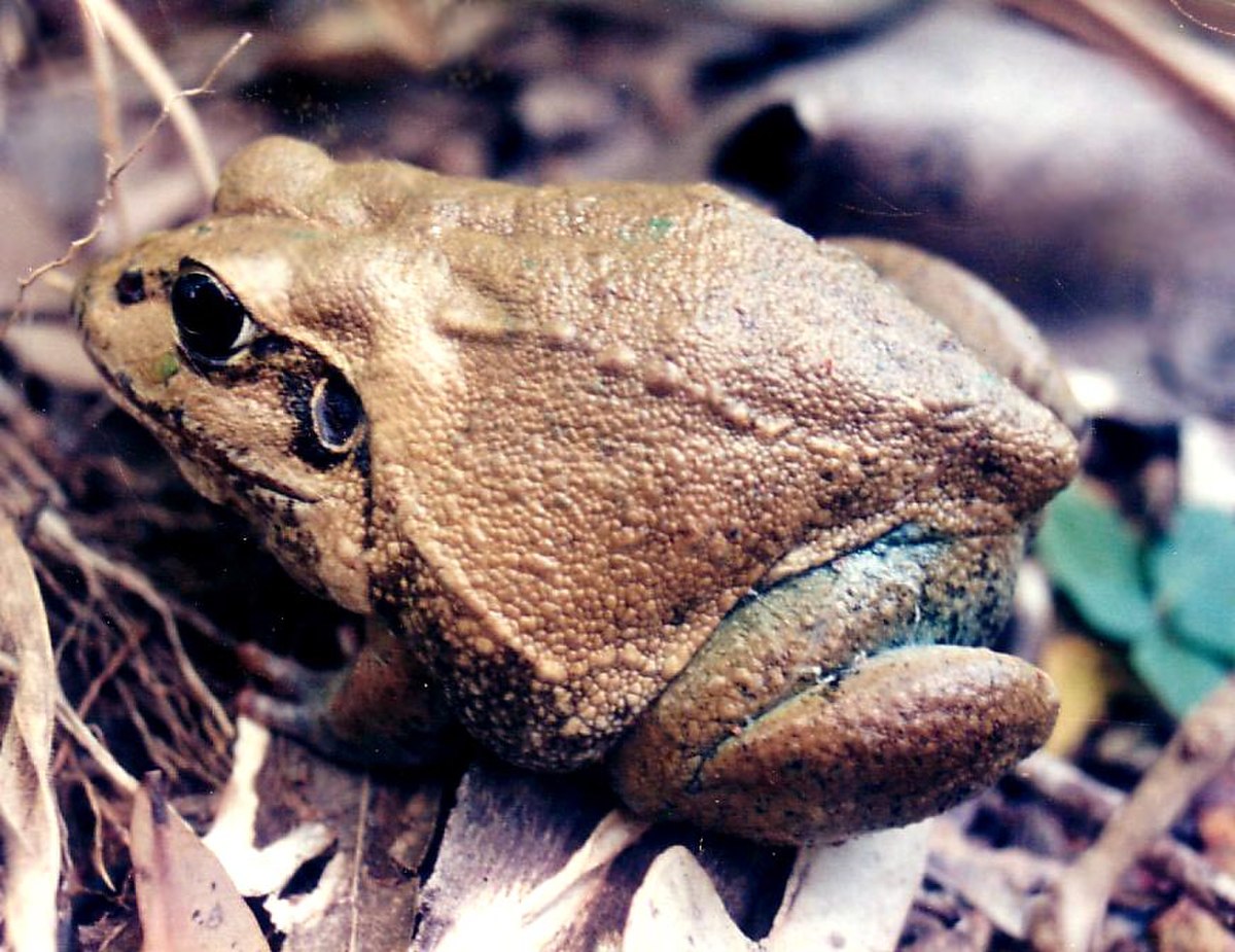 Litoria australis