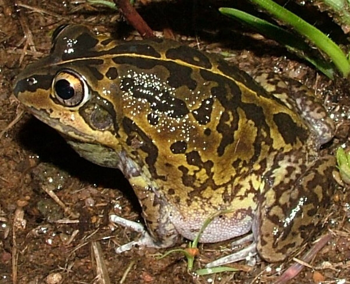 Litoria brevipes