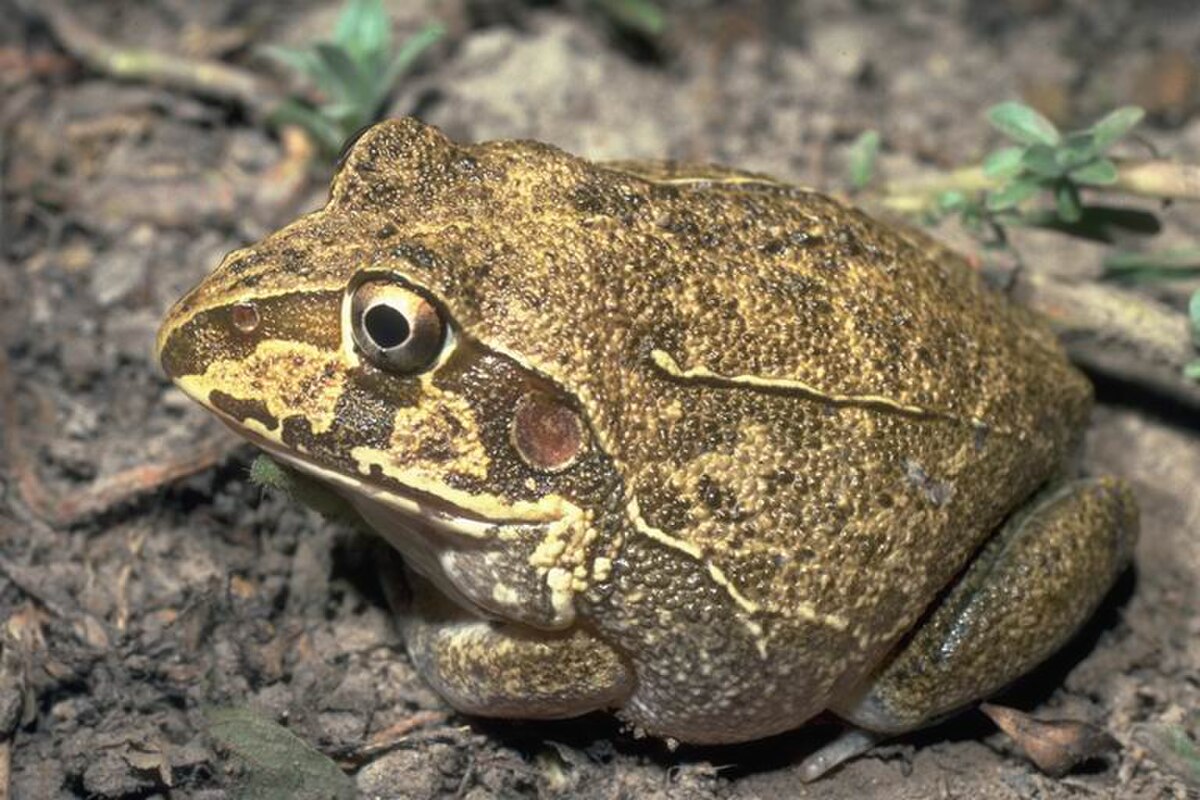 Litoria novaehollandiae