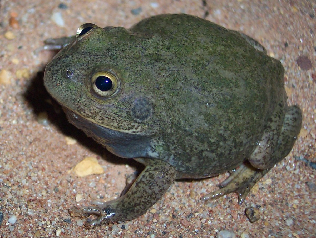 Litoria platycephala