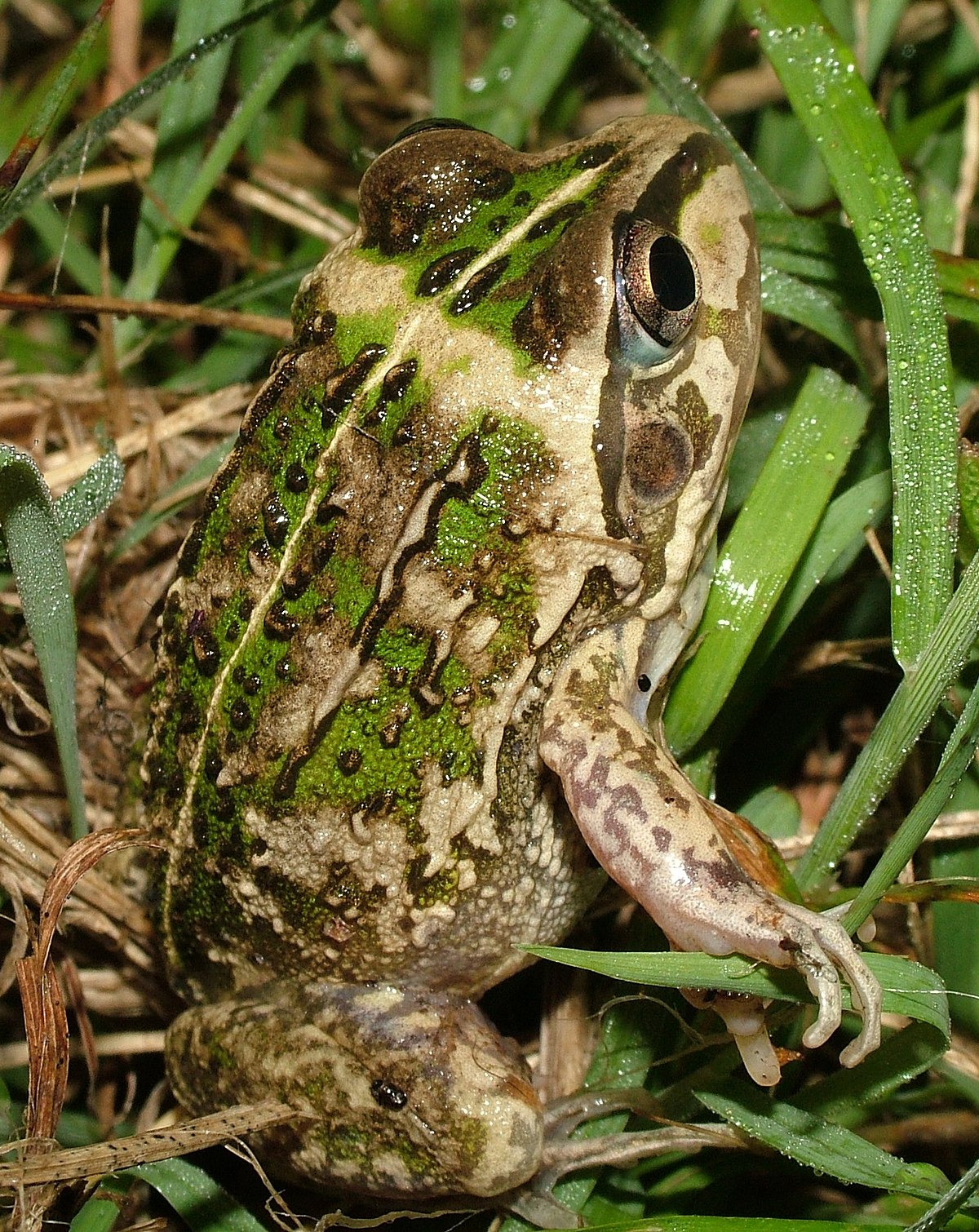 Litoria verrucosa
