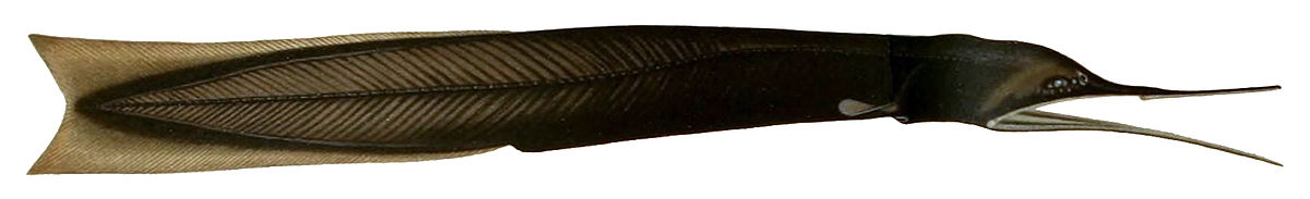 Cyematidae