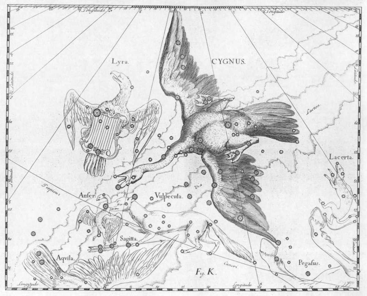 Cygnus.jpg