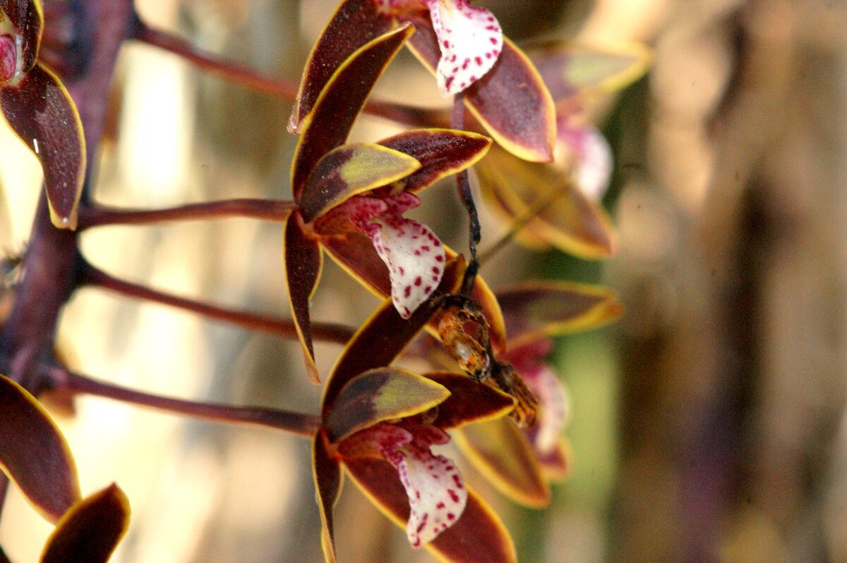 Cymbidium canaliculatum