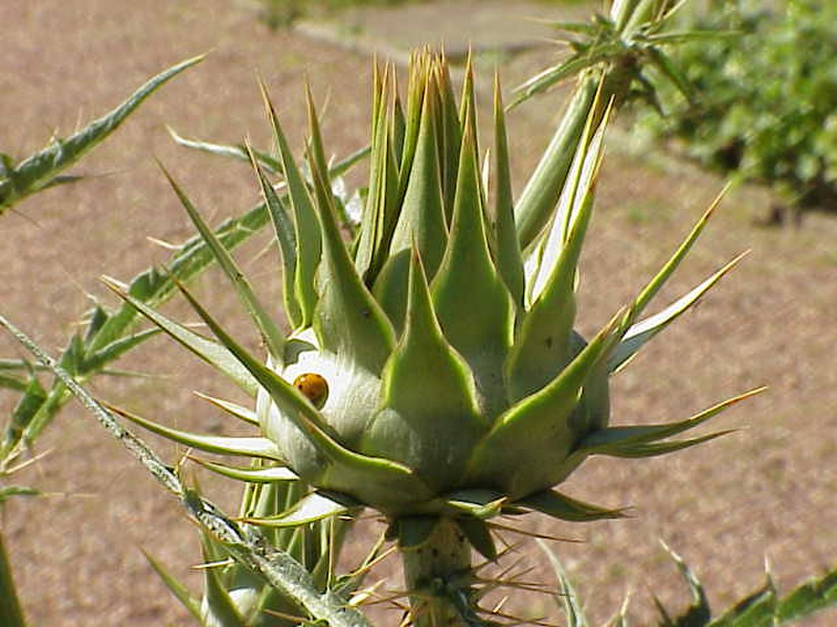 Cynara cardunculus0.jpg