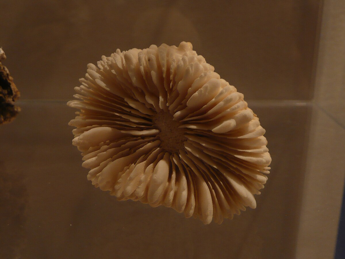 Cynarina lacrymalis