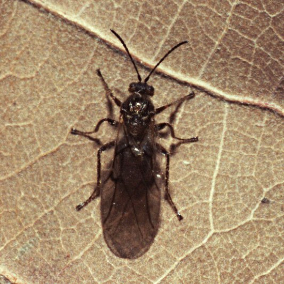 Cynipidae