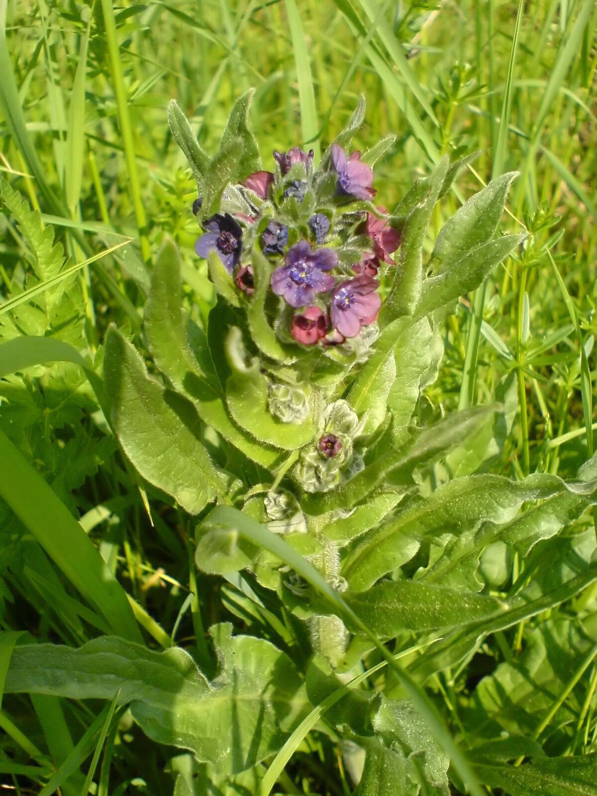 Cynoglossum officinale
