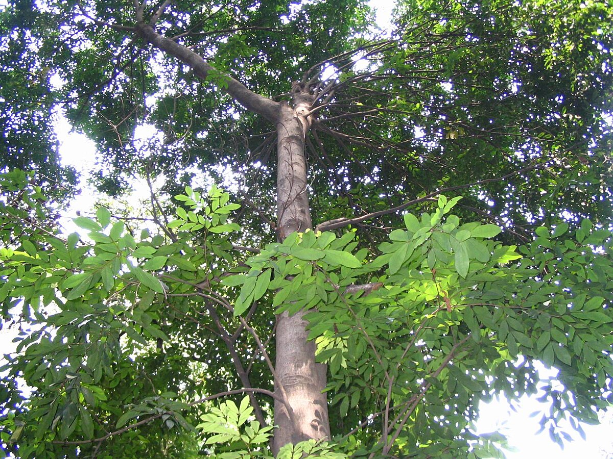 Cynometra