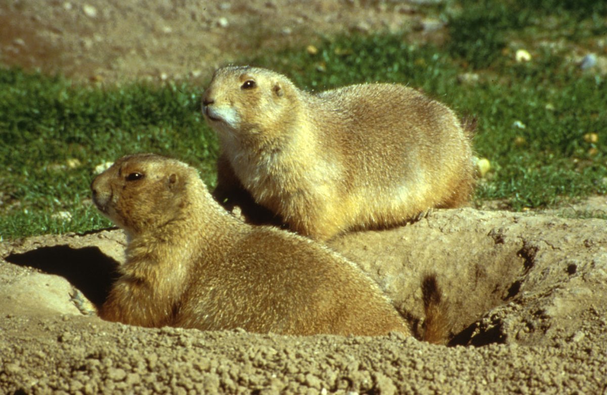 Chien de prairie