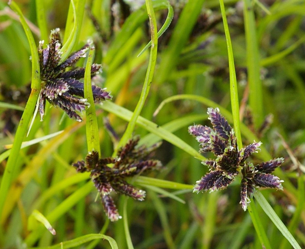 Cyperus fuscus