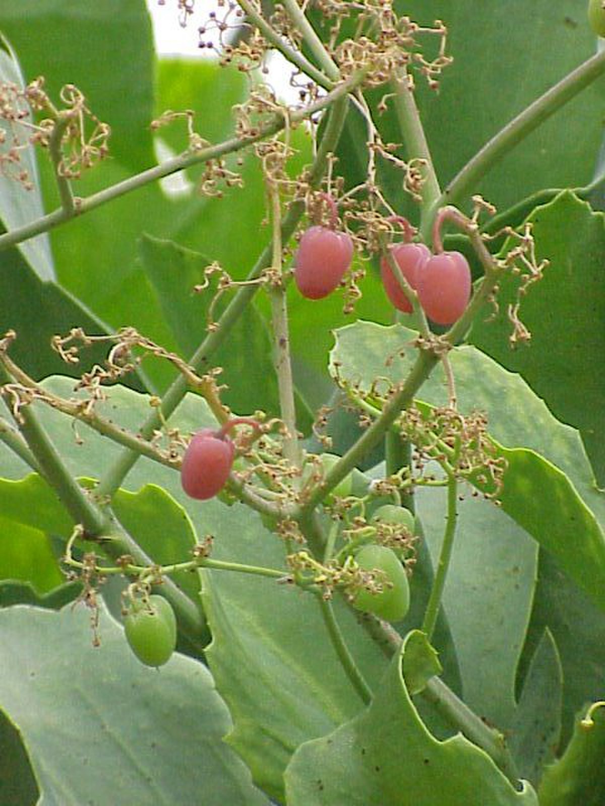 Vitaceae