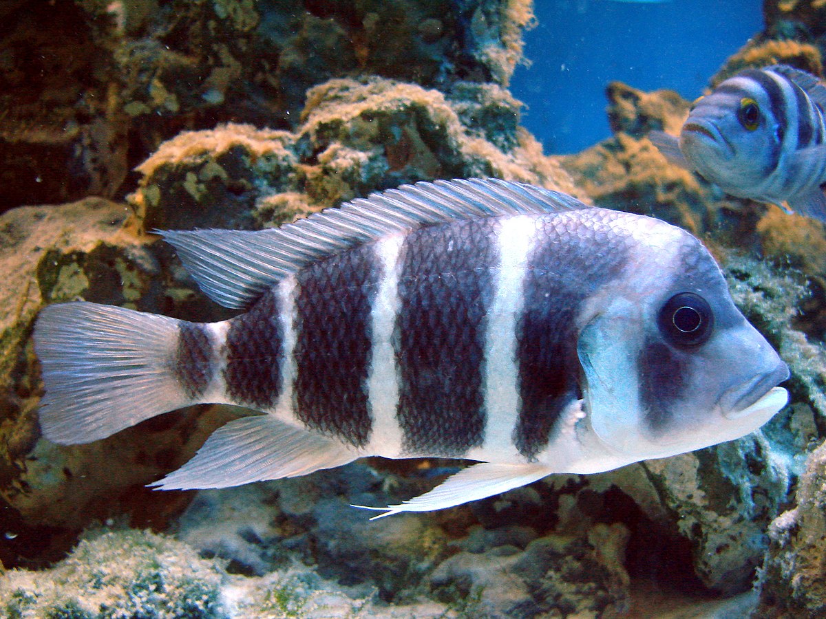 Cyphotilapia