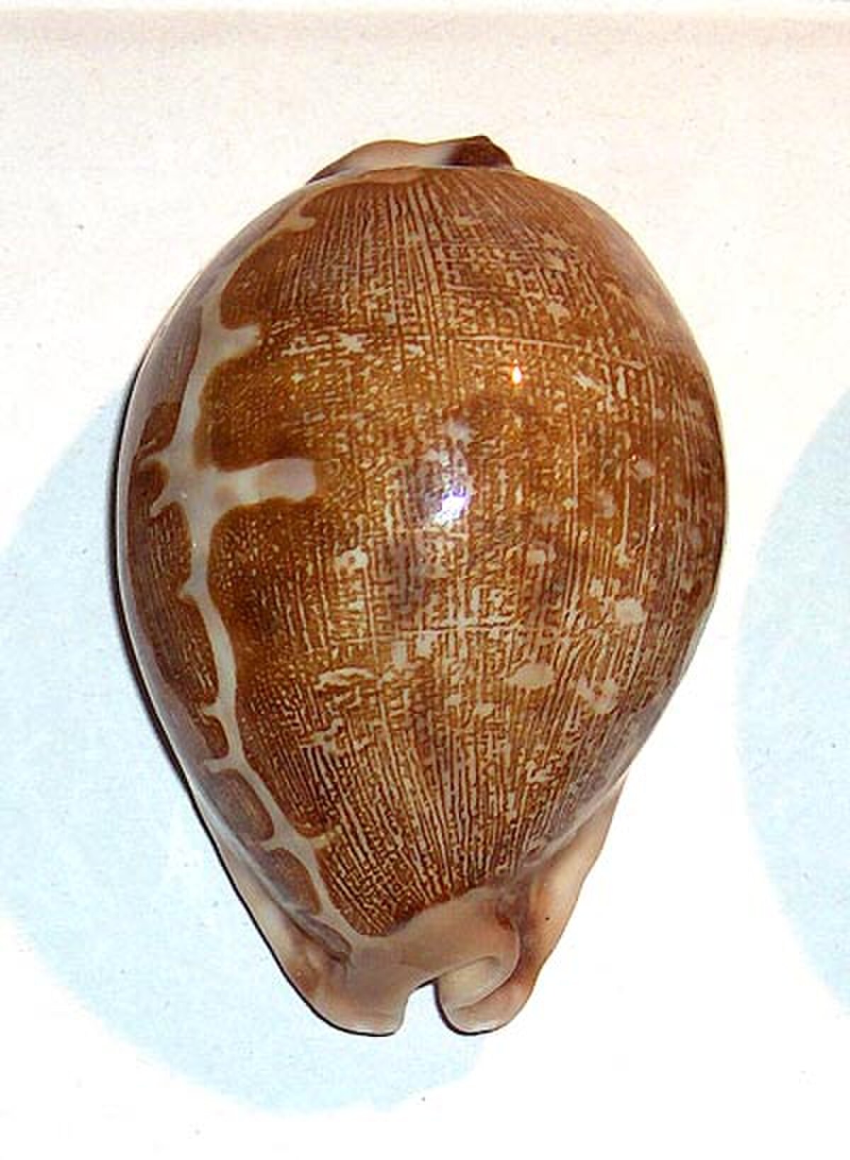Neotaenioglossa