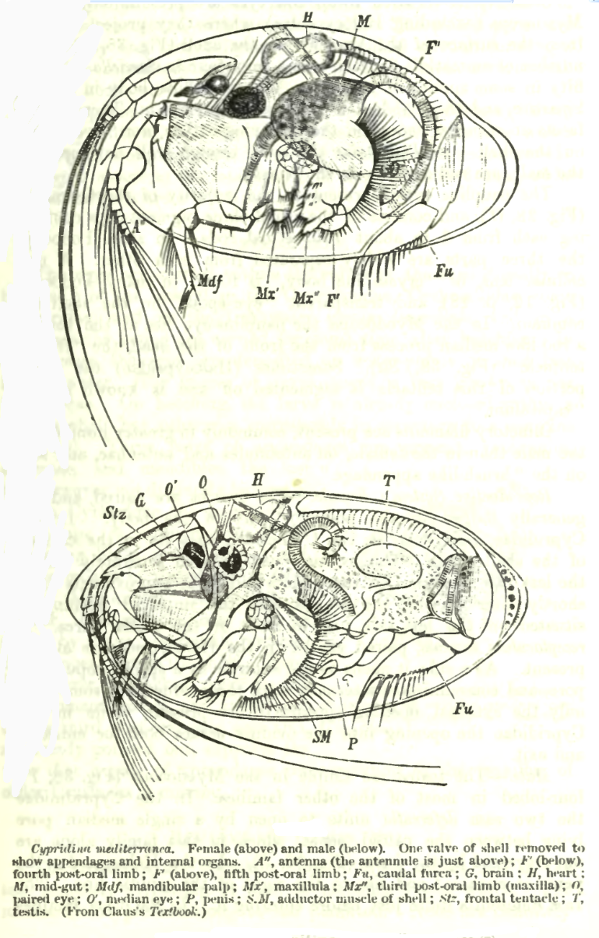Ostracoda (classification phylogénétique)