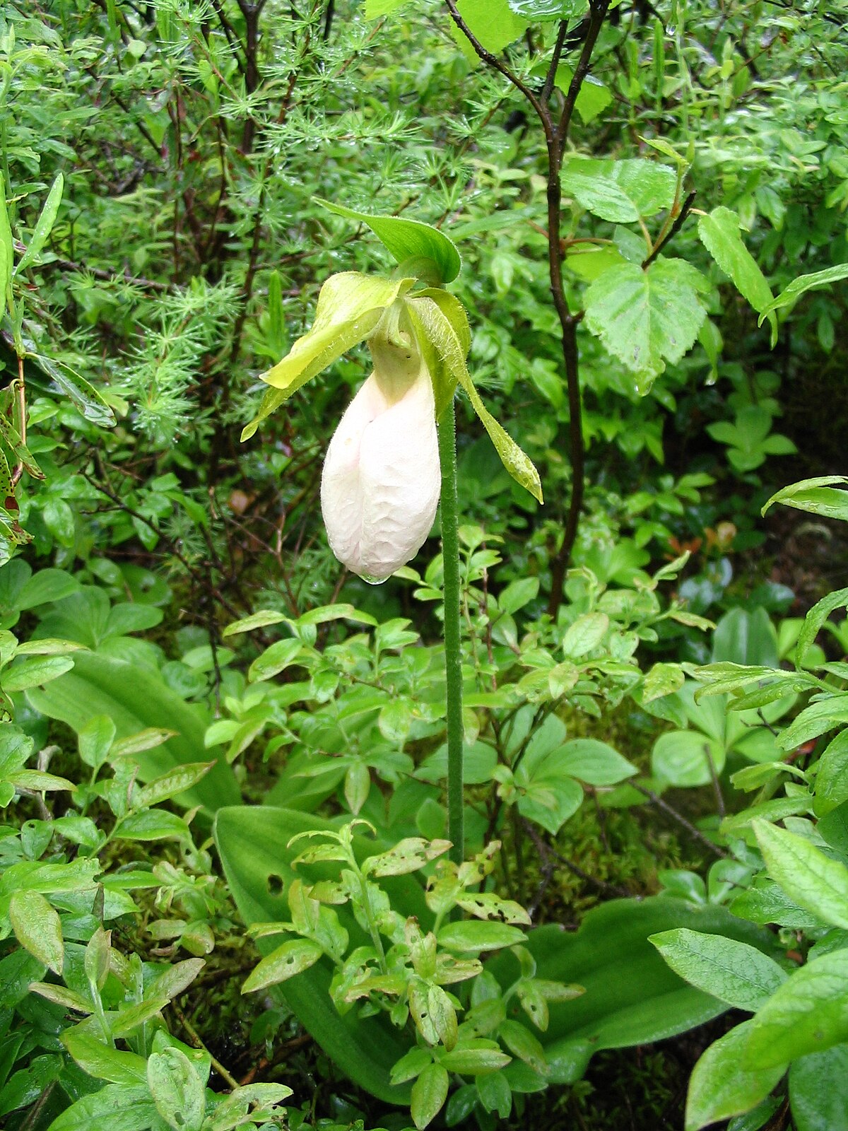 Cypripediumacauleblanc.JPG