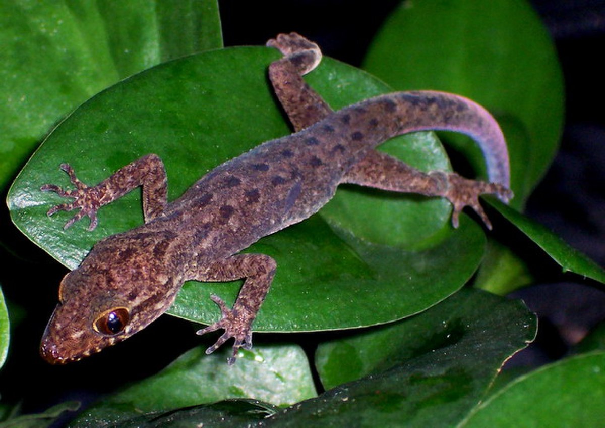 Cyrtodactylus
