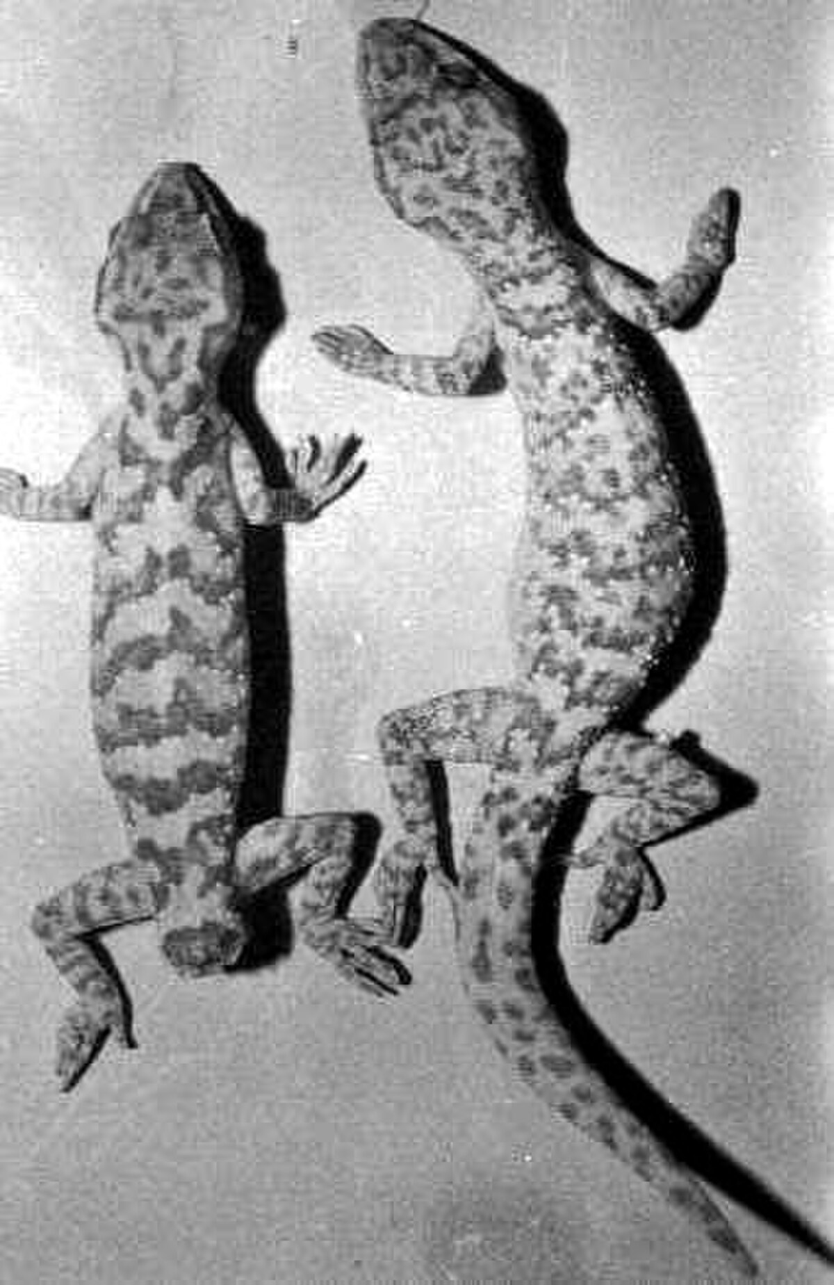Cyrtopodion battalensis