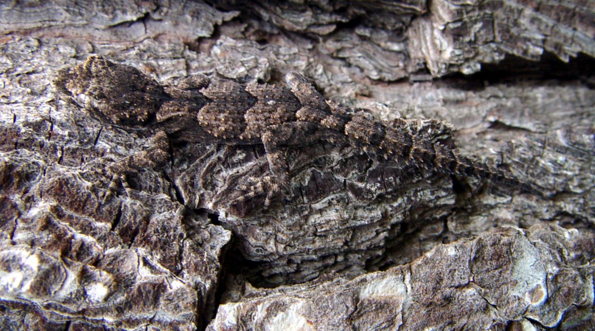 Cyrtopodion