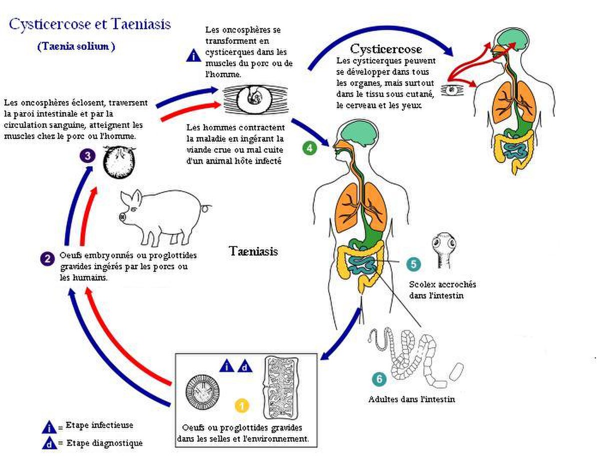 cycle de contamination de Taenia solium