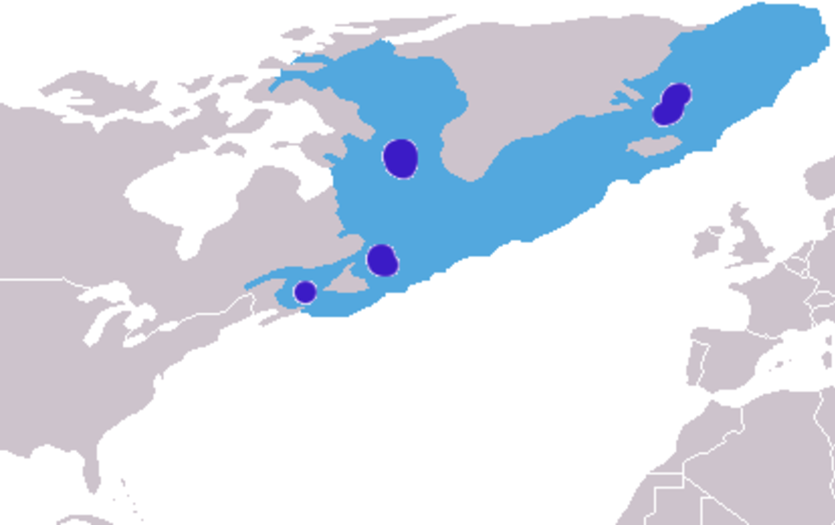 Cystophora cristata distribution.png