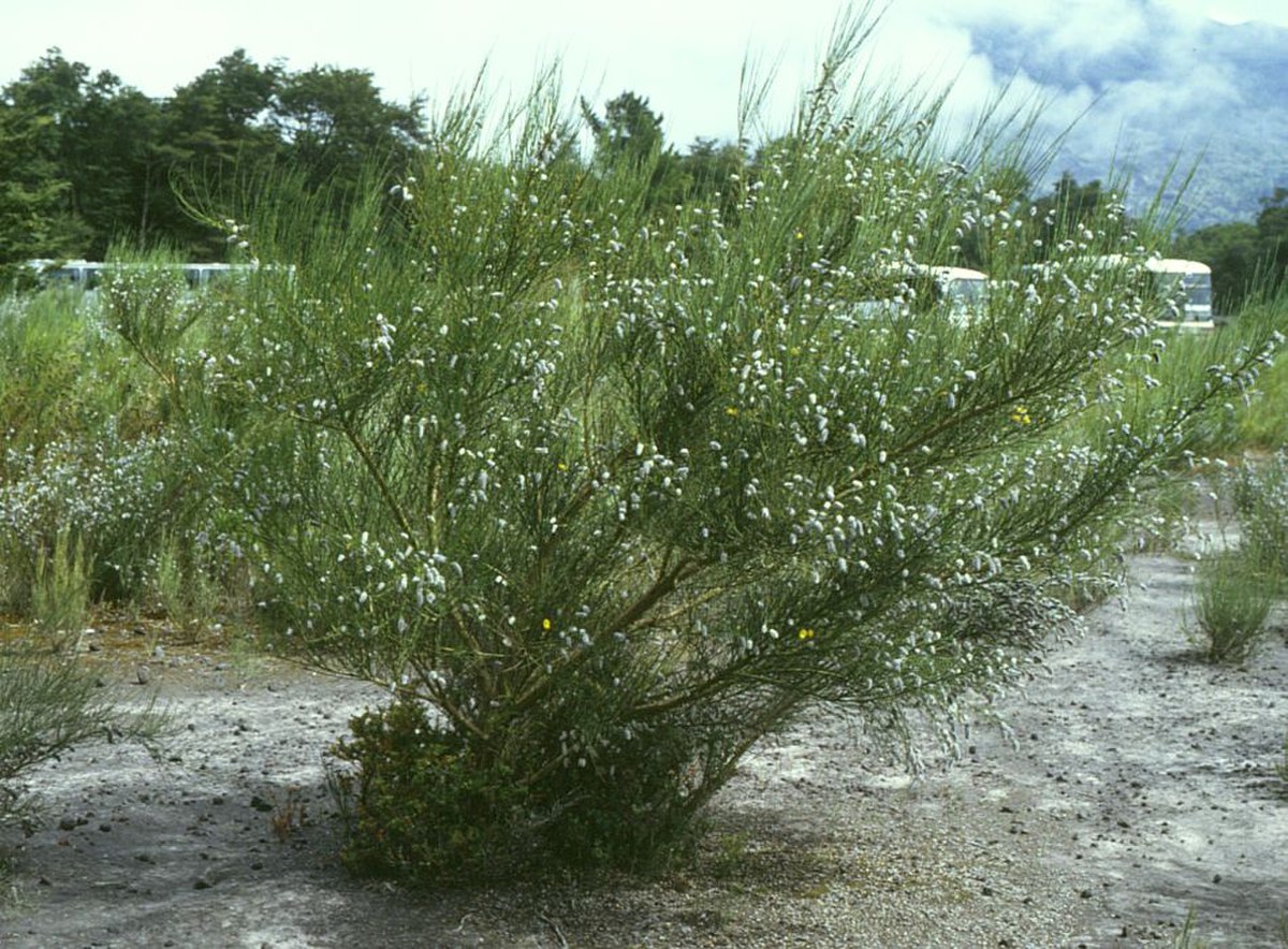 Cytisus