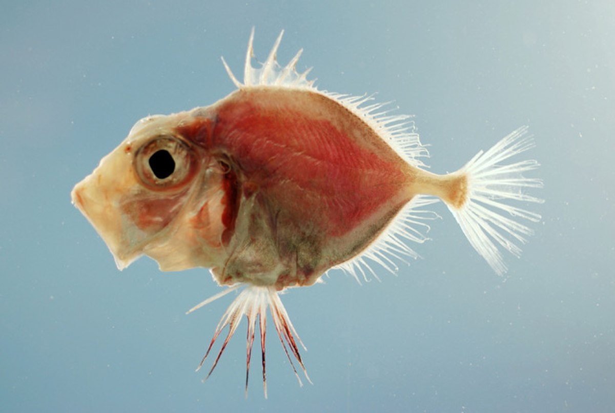 Parazenidae
