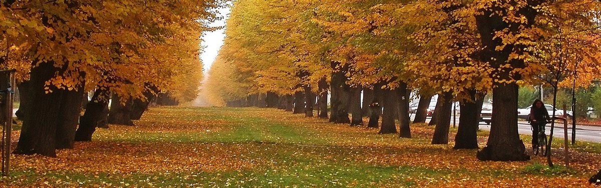 Allée en automne.