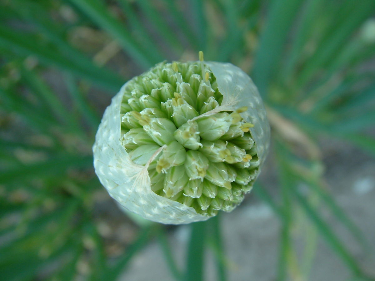 Ciboule