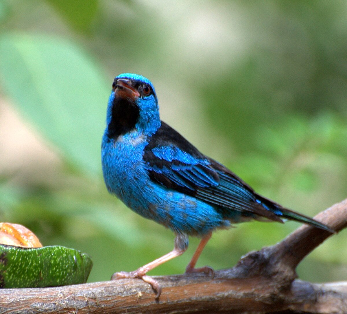 Dacnis bleu