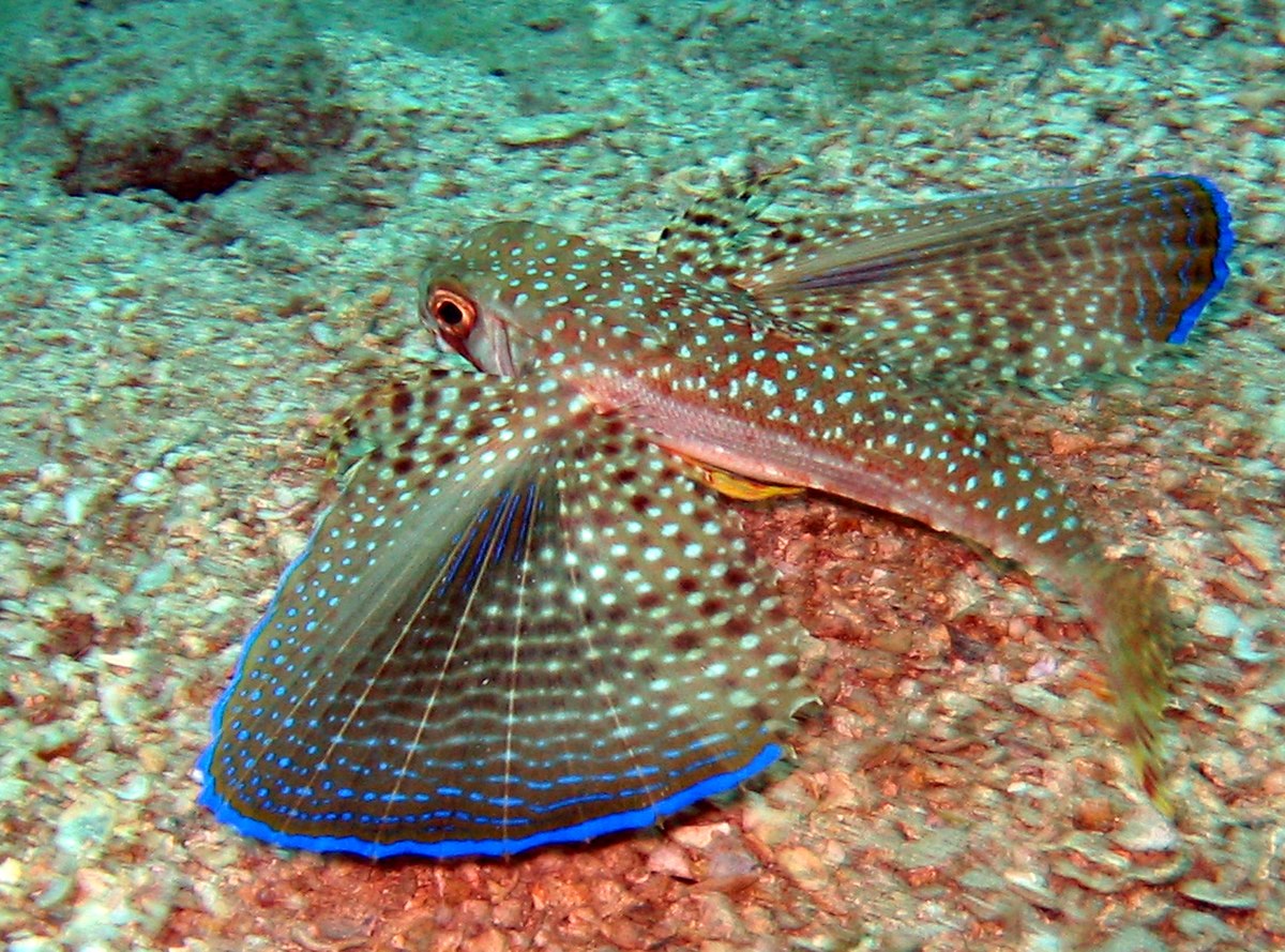 Dactylopterus volitans.jpg