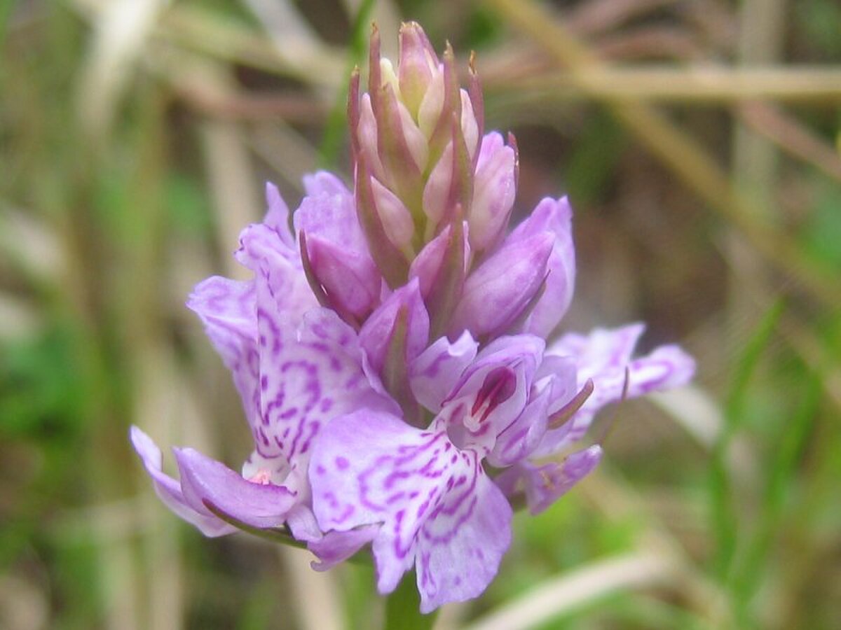 Dactylorhiza maculata