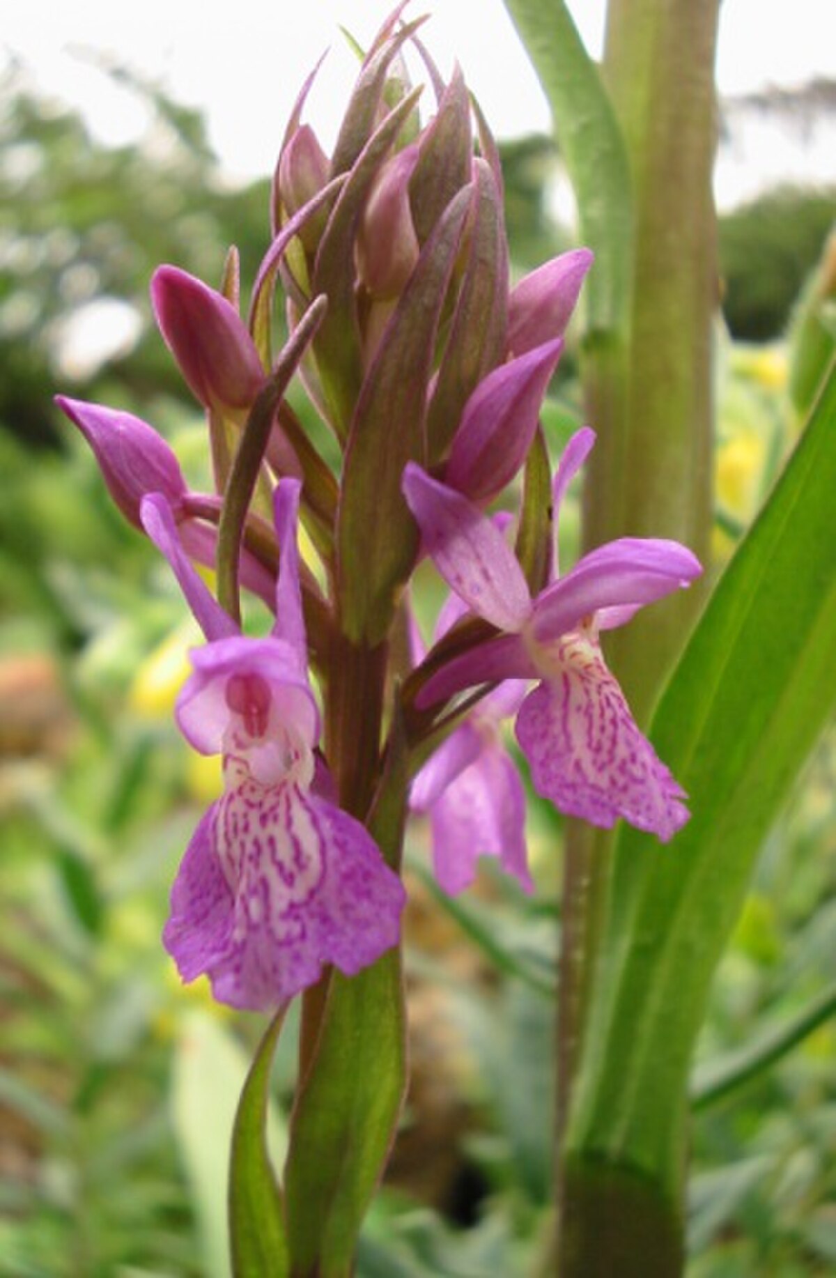 Orchis négligé