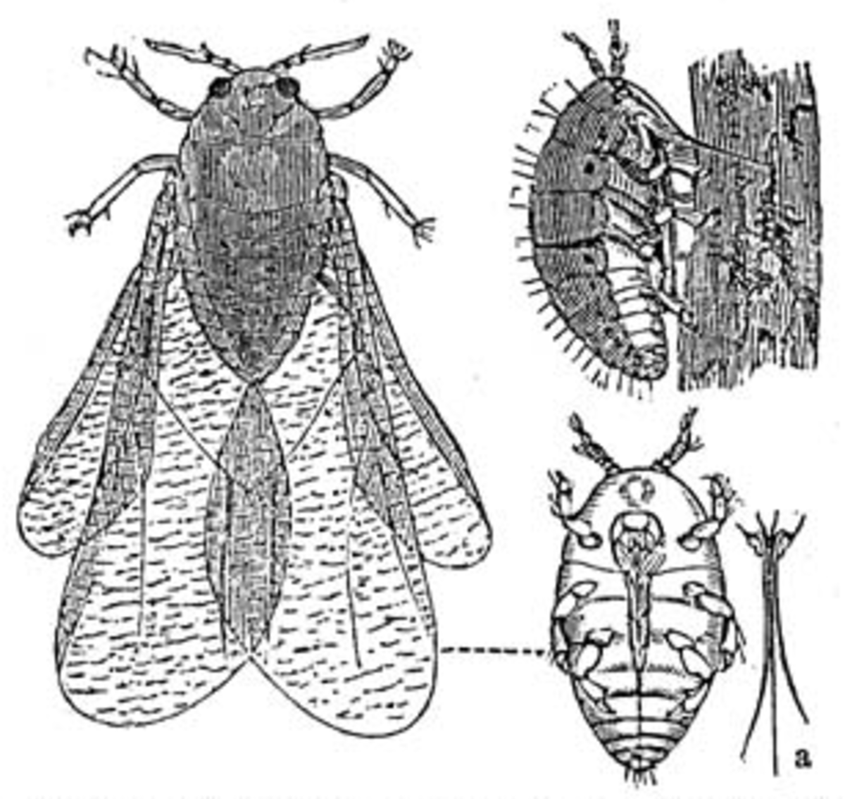 Phylloxéra