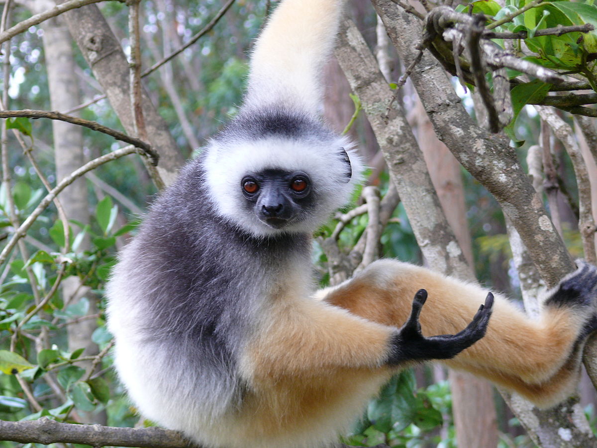 Propithecus diadema