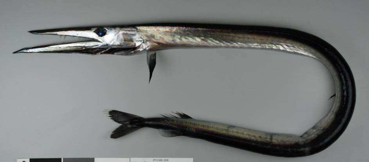 Paralepididae