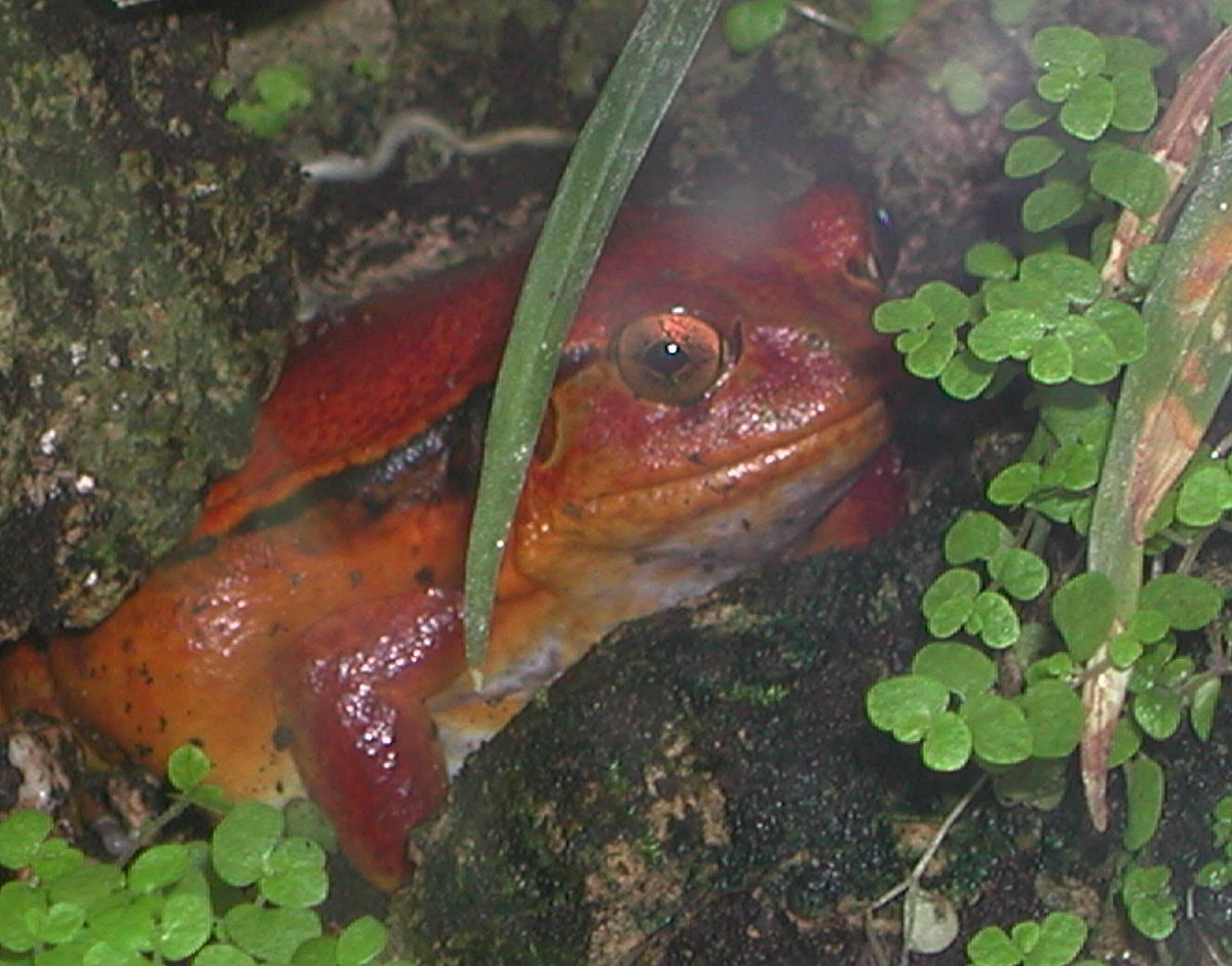 Crapaud rouge de Madagascar