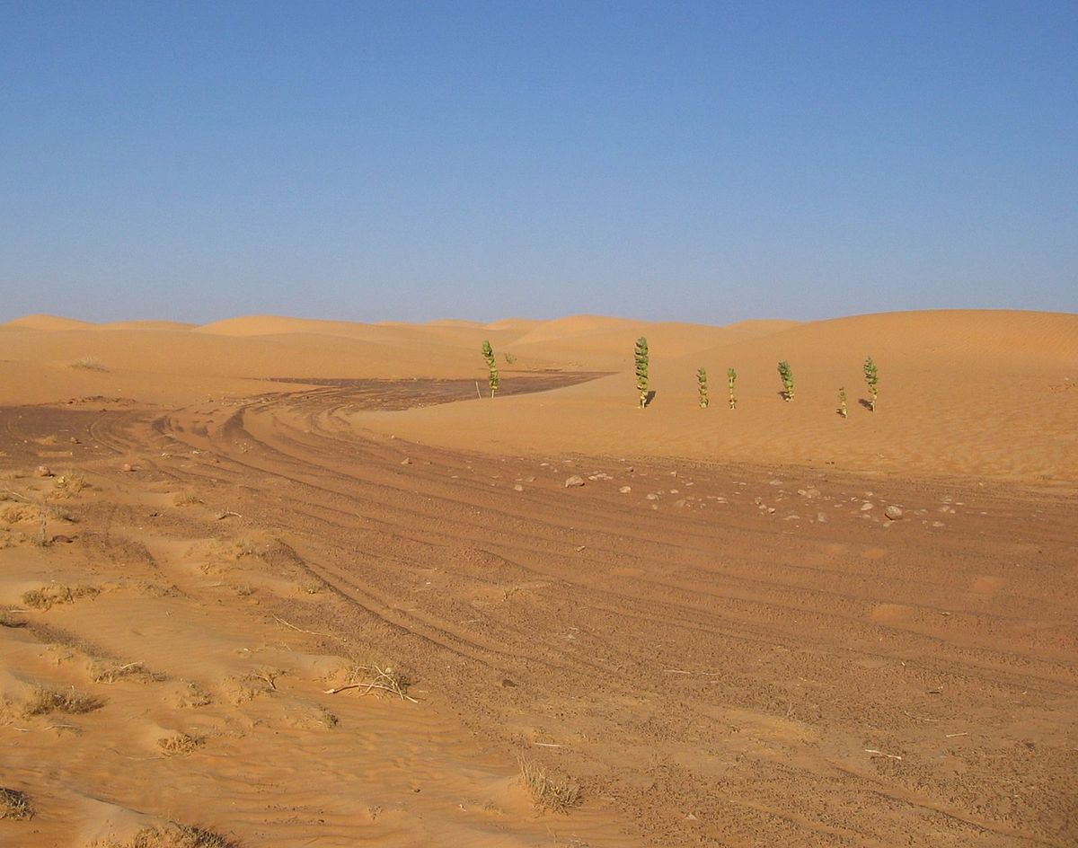 Traces laissées par le rallye dans le Sahara Mauritanien (2005)