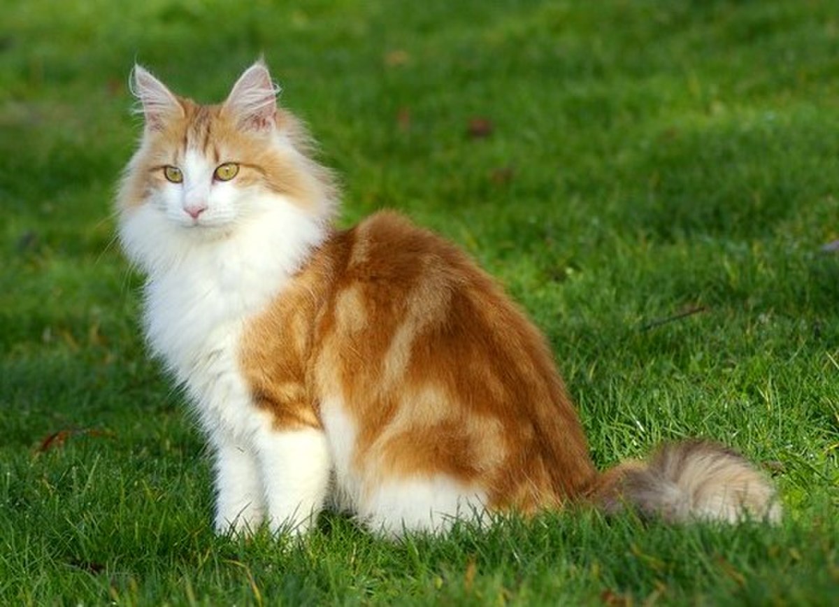 Ambre (robe de chat)