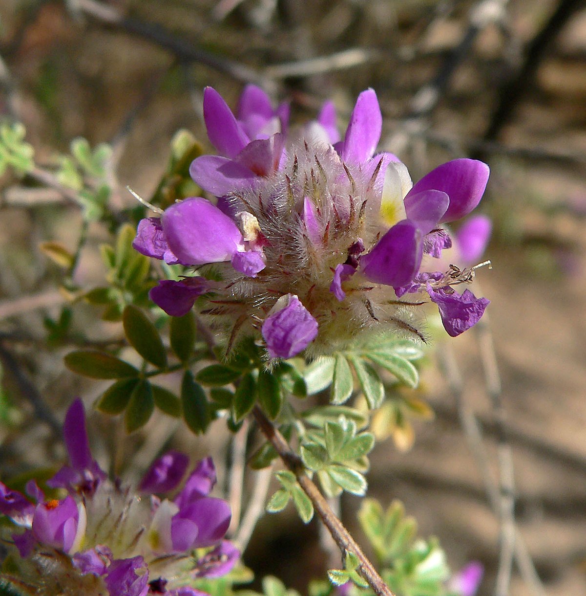 Dalea