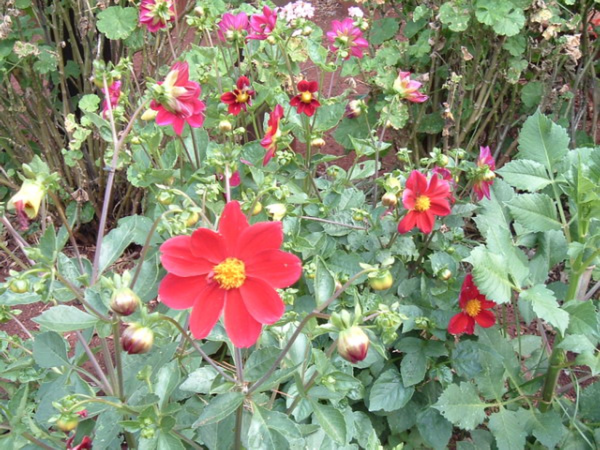 Dahlia