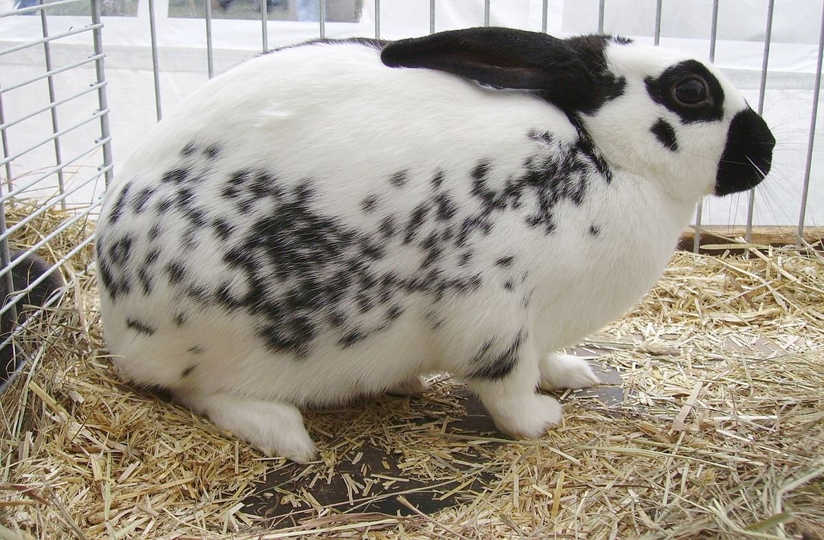 Lapin domestique