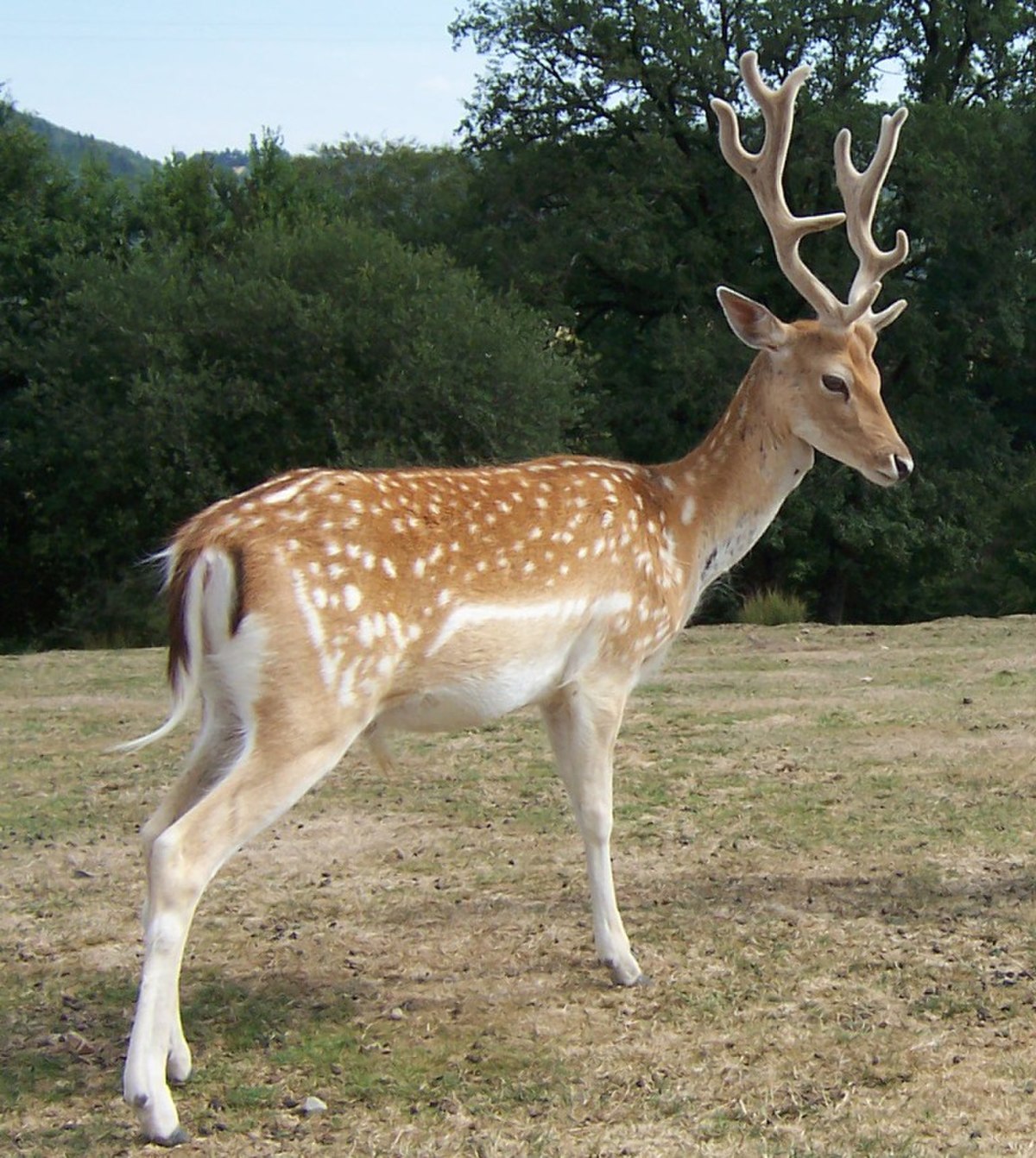 Daim (Dama dama)