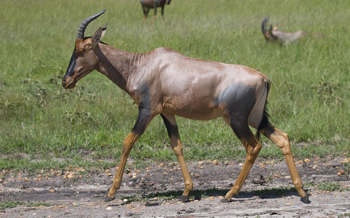 Damaliscus lunatus in Masai Mara, February 2007.jpg