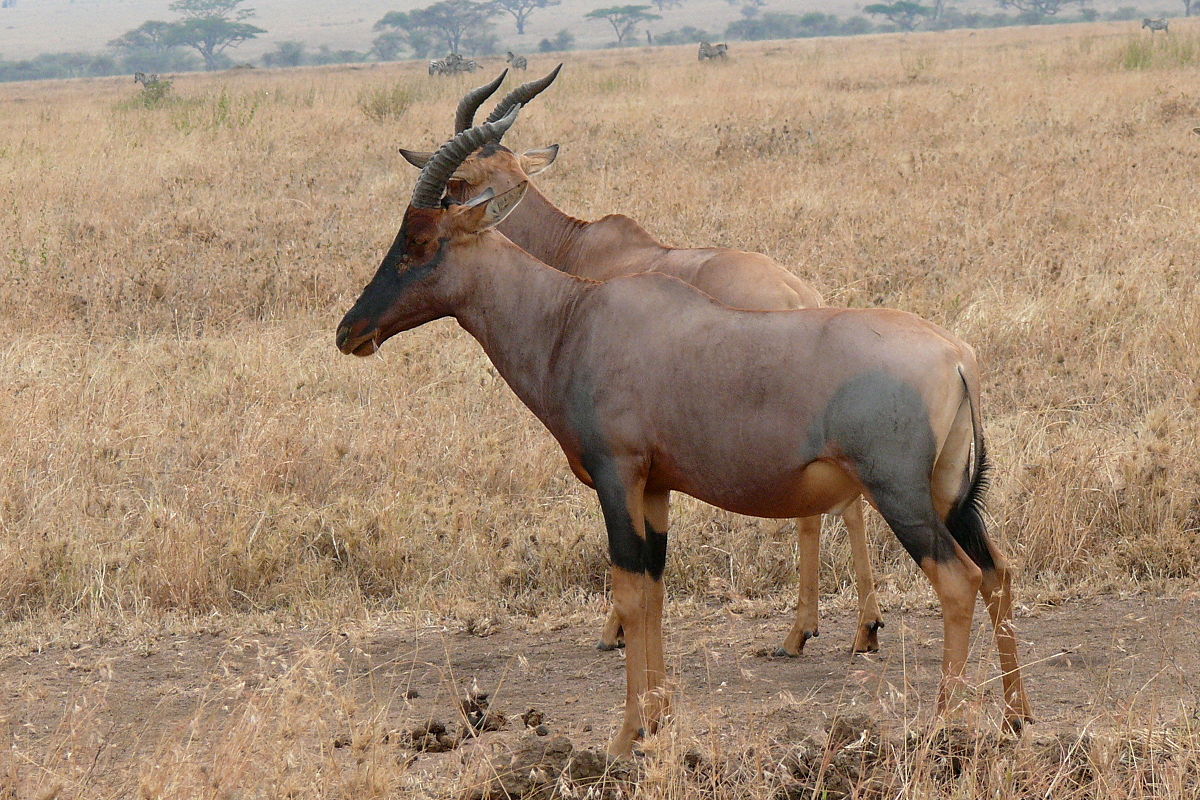 Damaliscus lunatus topi.jpg