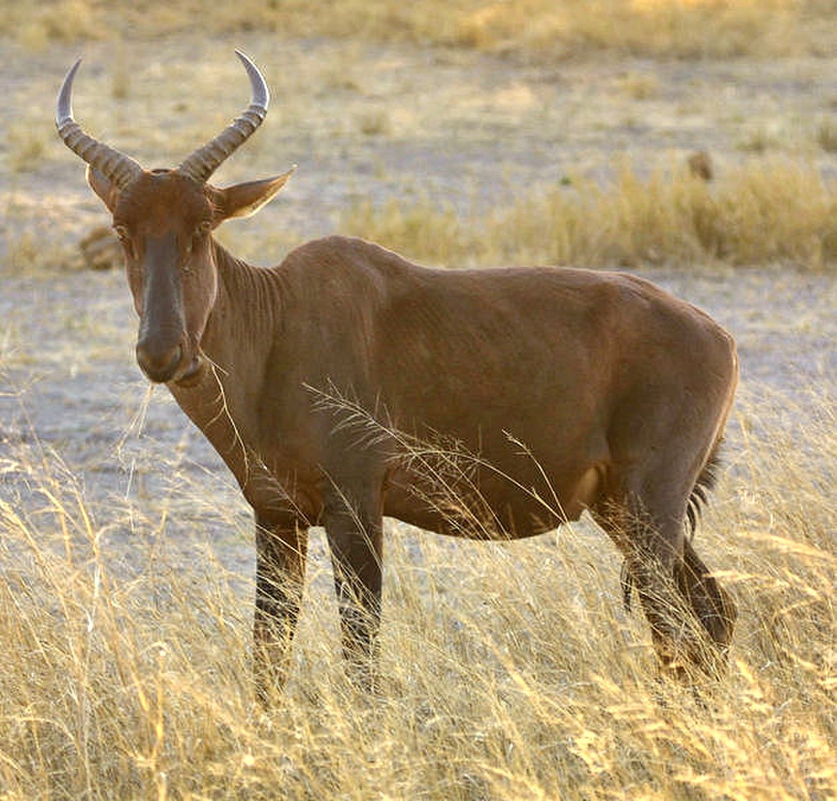Sassabi