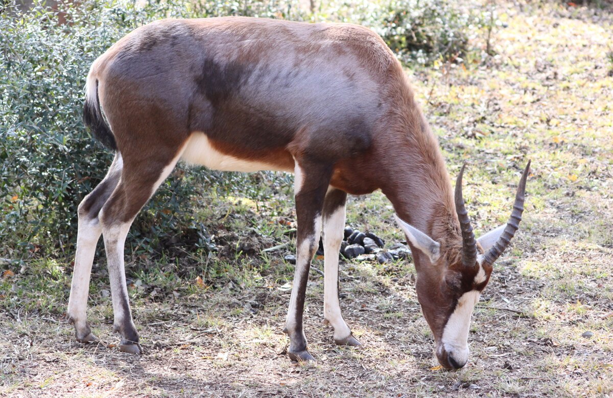 Blesbok